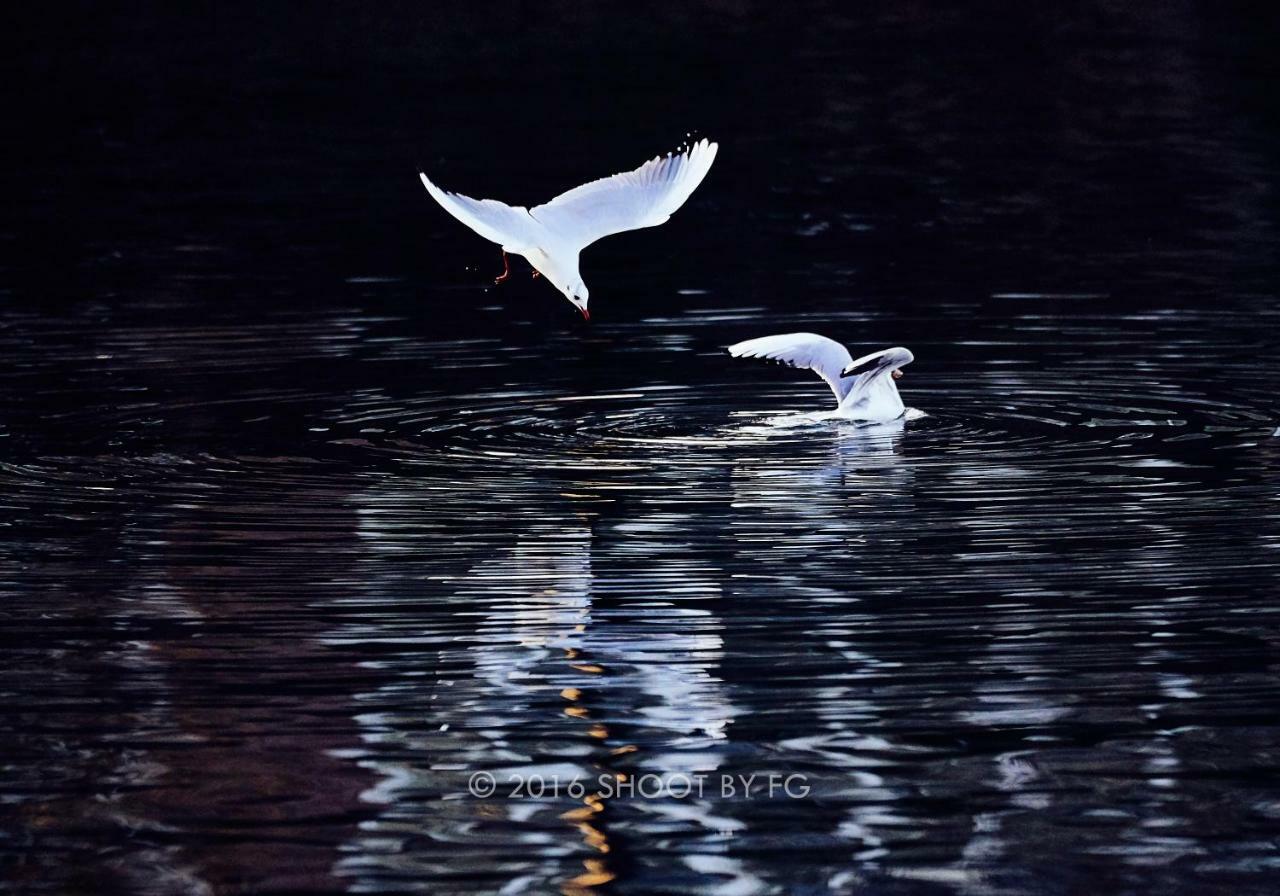 Gite Bord De Marne Paris Брі-сюр-Марн Екстер'єр фото